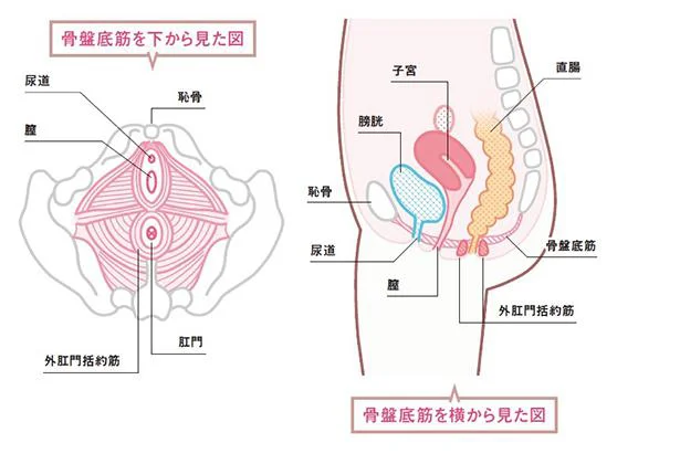 骨盤底筋を下から見た図