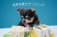 【SNSのアイドル！チワワのあお＆ものが食べる♪】高野豆腐のサンドイッチの「簡単犬おやつ」