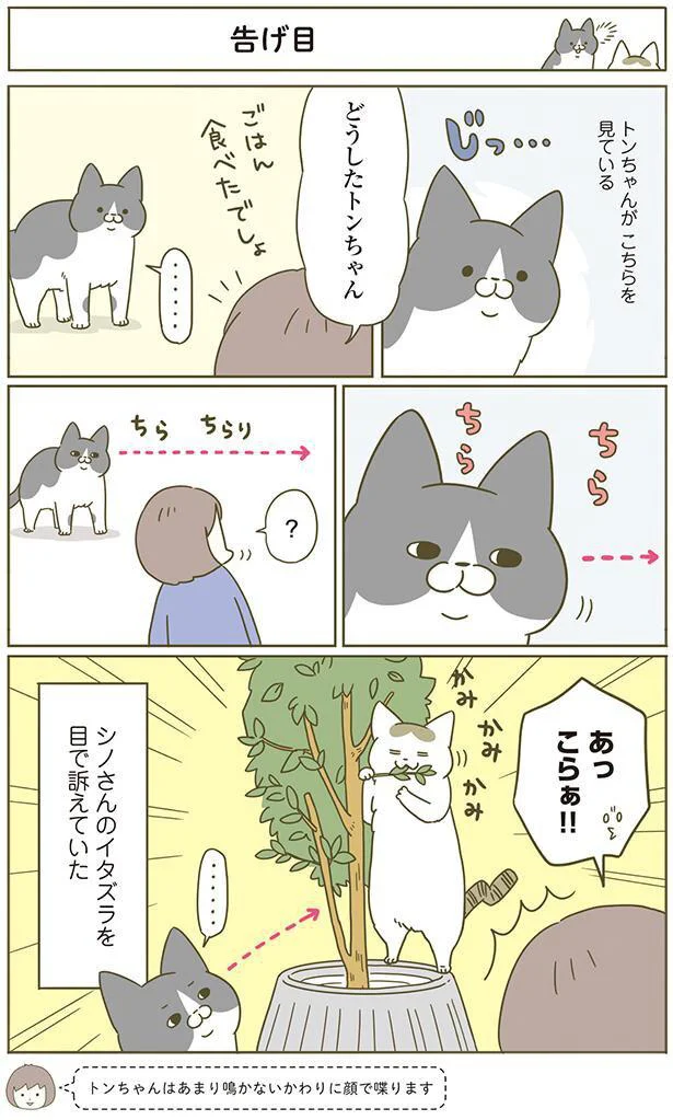 どうしたトンちゃん