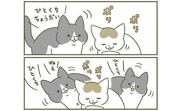 同居4年目の貫禄 確実に強くなっている後輩猫 うちの猫がまた変なことしてる 4 8 レタスクラブ