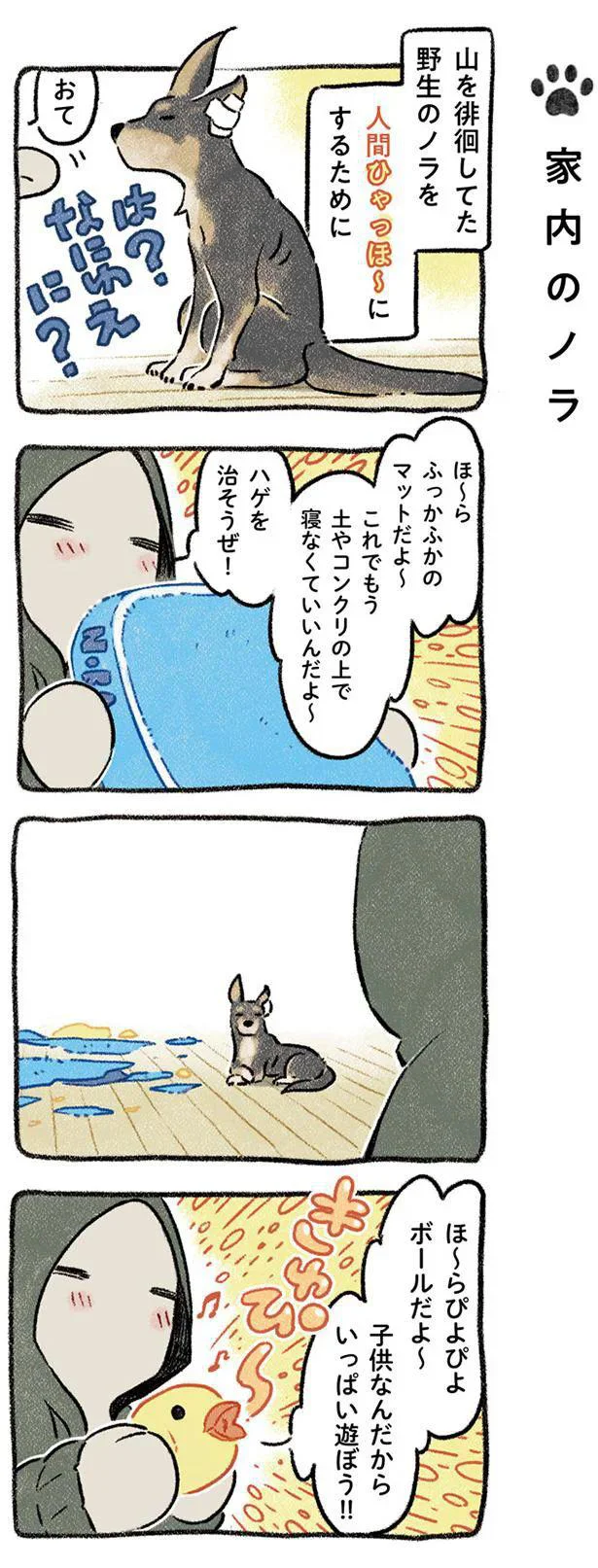 『ドベとノラ 犬がくれた優しい世界』より