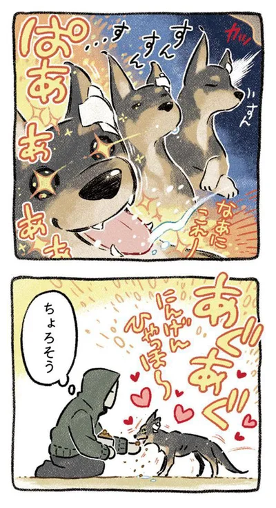 『ドベとノラ 犬がくれた優しい世界』より