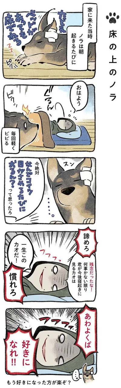 『ドベとノラ 犬がくれた優しい世界』より