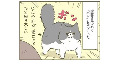 ボンとなっているトンちゃん