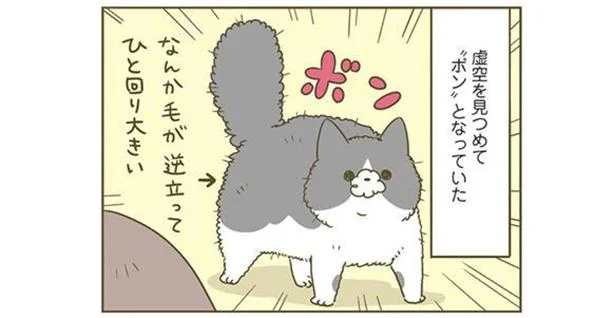 ボンとなっているトンちゃん
