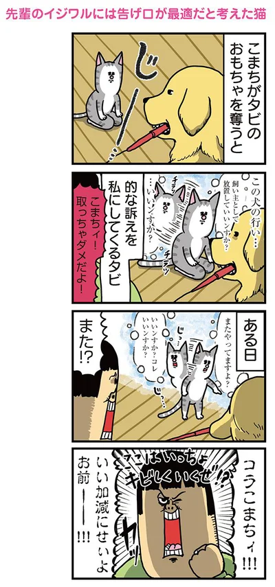 先輩のイジワルには告げ口が最適だと考えた猫