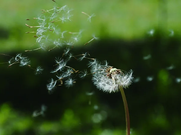 タンポポは小さな花の集合体!? 誰でも出会える「身近な植物」の知らない世界へ行ってみよう！