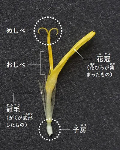 この小さなひとつがタンポポの花だというのです！