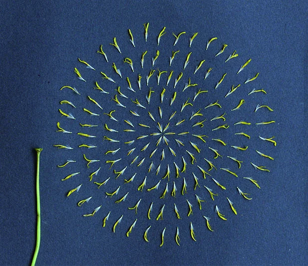148個の小さな花が集まって、ひとつのタンポポを形成している