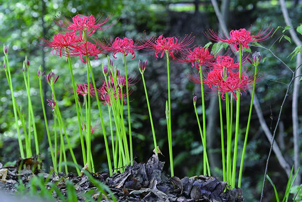 葉っぱと花の時期をずらす、ヒガンバナ