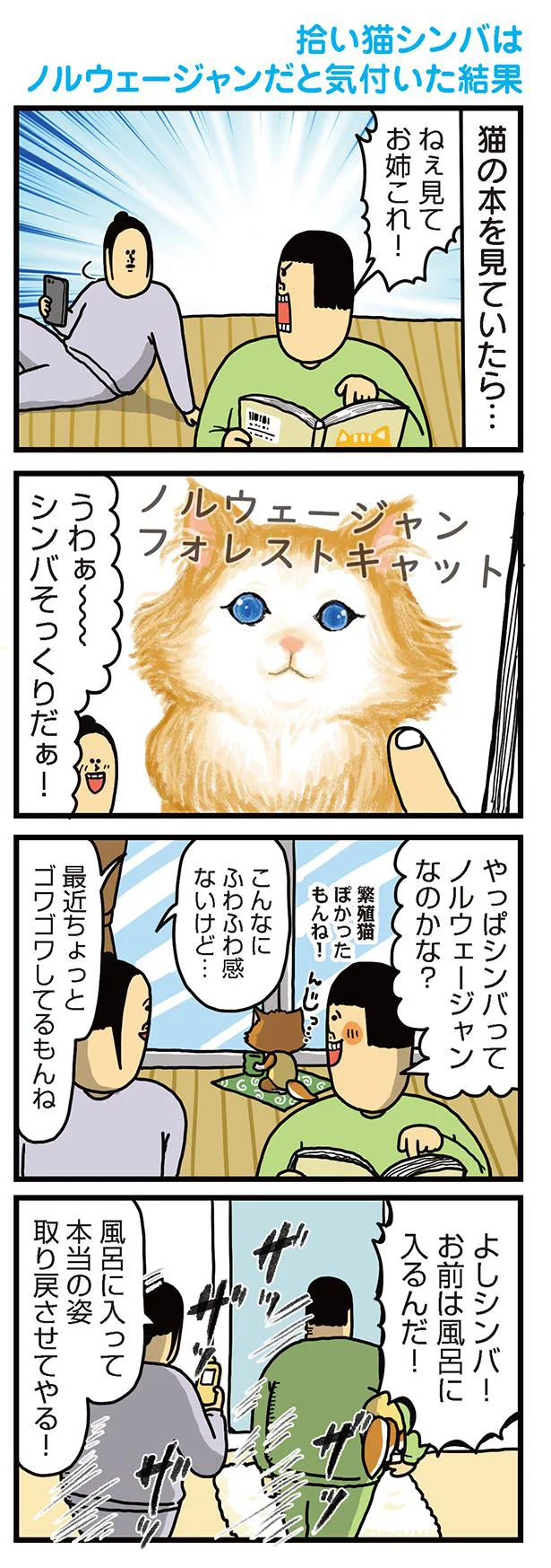 思ってたのと違う…？ 拾い猫がノルウェージャンと気づいた日／まめきち