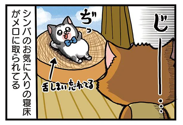 見てるだけじゃどうにもならんぞ！ 夏なのに暑苦しいうちの猫たち／まめきちまめこニートの日常 こまちとタビ3（9）