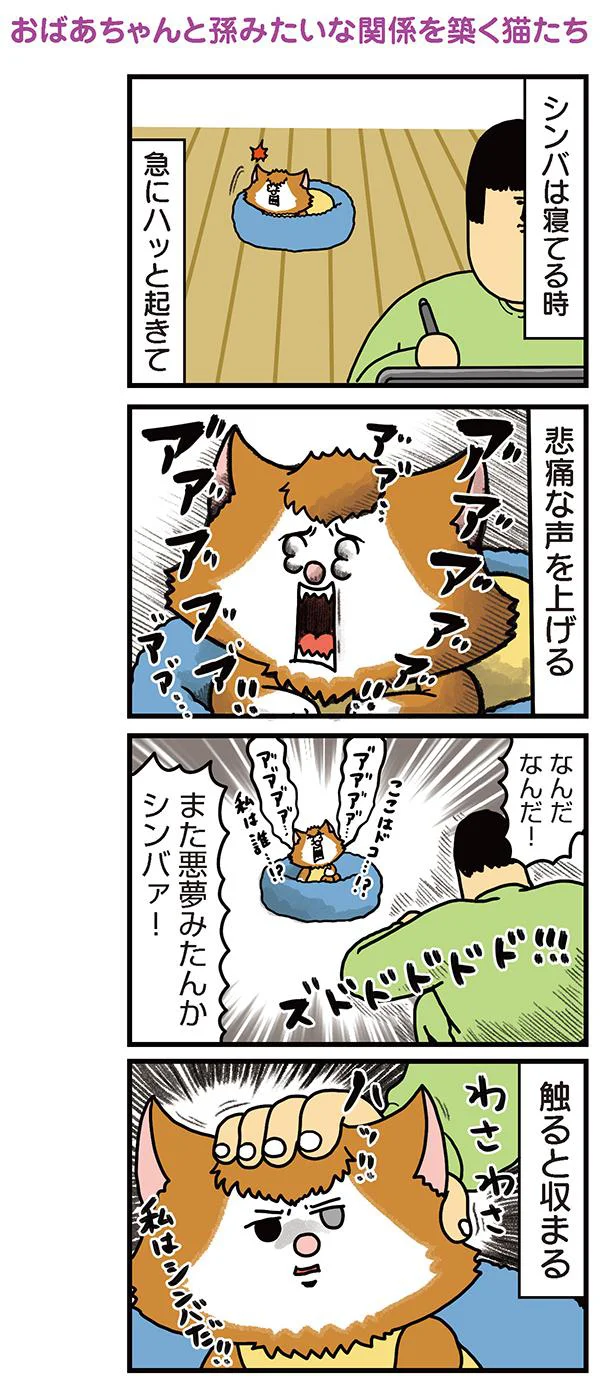 おばあちゃんと孫みたいな関係を築く猫たち