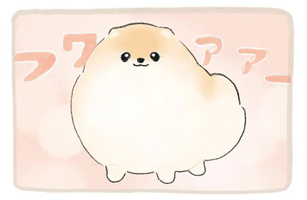 我が家のポメ、ふわふわもふもふを維持するためのモーニングルーティン／ふわふわポメのぽぽち（1）
