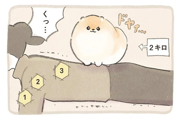 ふわふわポメのぽぽち - レタスクラブ