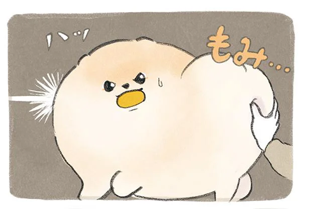 急におしり差し出してきた!? おもちゃに夢中なポメの心変わりの話／ふわふわポメのぽぽち（3）