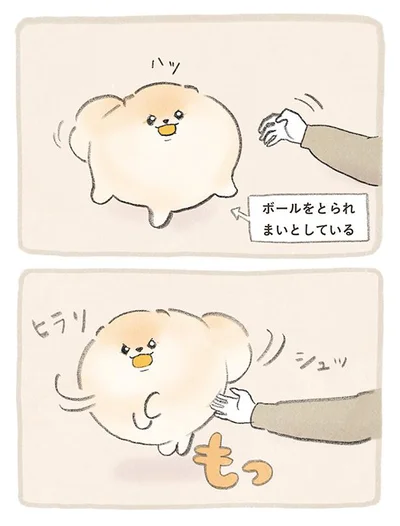 ボールをとられまいとしているぽぽち