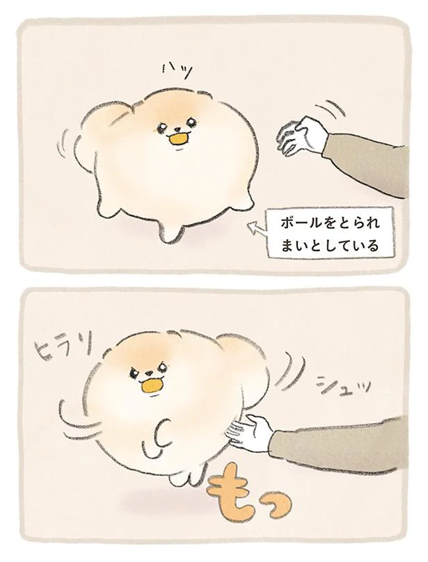 ボールをとられまいとしているぽぽち