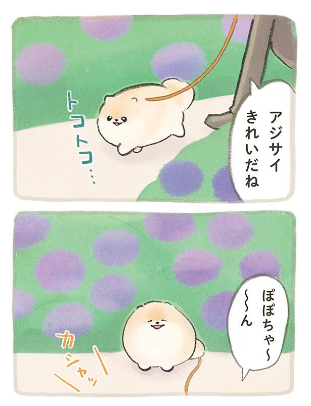 アジサイきれいだね