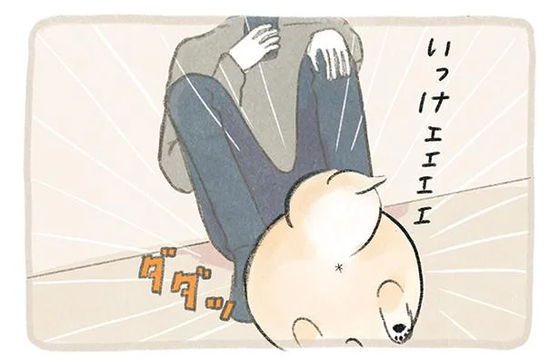 パパに甘えられるチャンス！ 愛が爆発する休日のポメ／ふわふわポメのぽぽち（7）