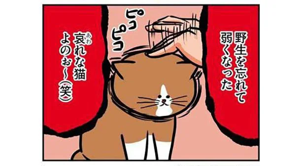 哀れな猫よのぉ〜（笑）