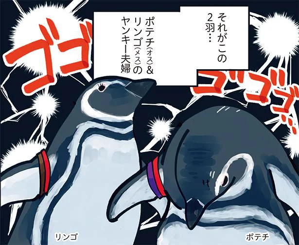 すみだ水族館で「強い」と評判！ヤンキー夫婦の純愛物語／下町ペンギン物語（4）