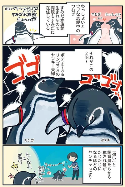 それがこの2羽…