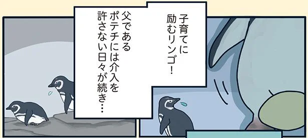 初めての子育てに空回り？ペンギン夫婦の育児奮闘記／下町ペンギン物語（5）