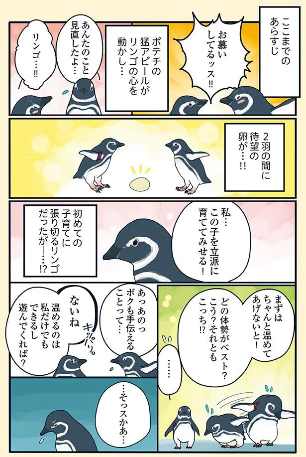 2羽の間に待望の卵が…！