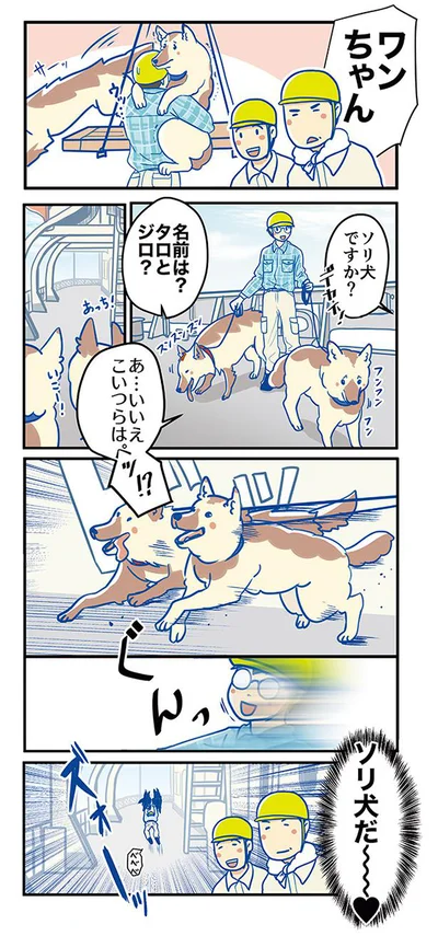 ソリ犬だ～～～