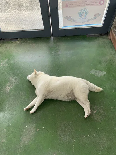 犬、落ちてましたよ／いつもは元気いっぱいな白柴まつさん（7/8）