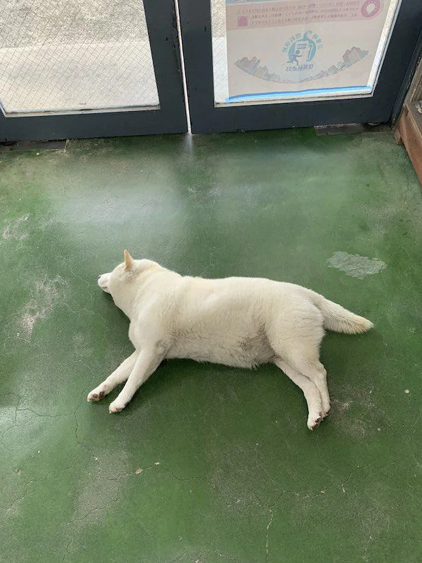 犬、落ちてましたよ／いつもは元気いっぱいな白柴まつさん（7/8）