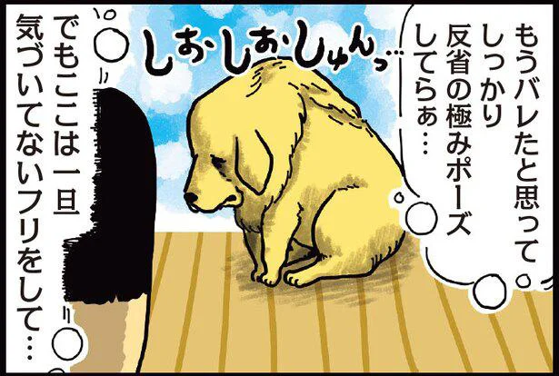 もはやプロの技！ 怒られる準備を始める犬が面白い／まめきちまめこ