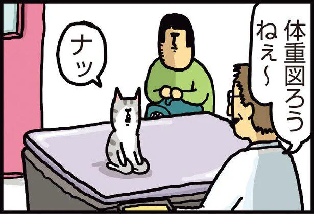 病院で暴れないか心配だったのに 態度がものすごく急変するうちの猫 まめきちまめこニートの日常 こまちとタビ 4 レタスクラブ