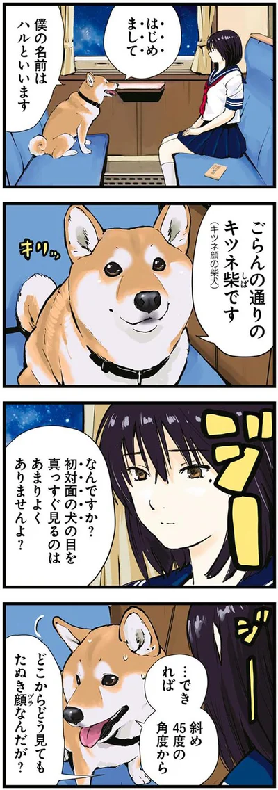 ごらんの通りのキツネ柴です