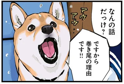 巻き尾の理由です！！