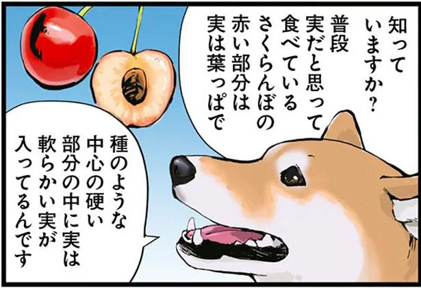 さくらんぼの赤い部分は実は葉っぱ