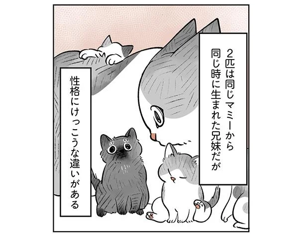 さすが兄妹ねこ！性格や性質は違うけど、2匹とも「トントン」するのが大好き／こねこのドレイ（3）
