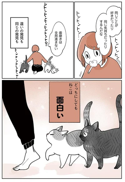 どっちにしても猫は面白い