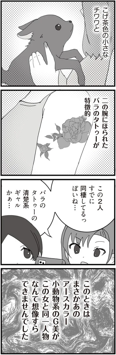 こげ茶色の小さなチワワ