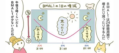 午後3時くらいがBMAL1が少なくて太りにくい