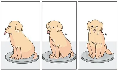 ゆっくり回転する犬