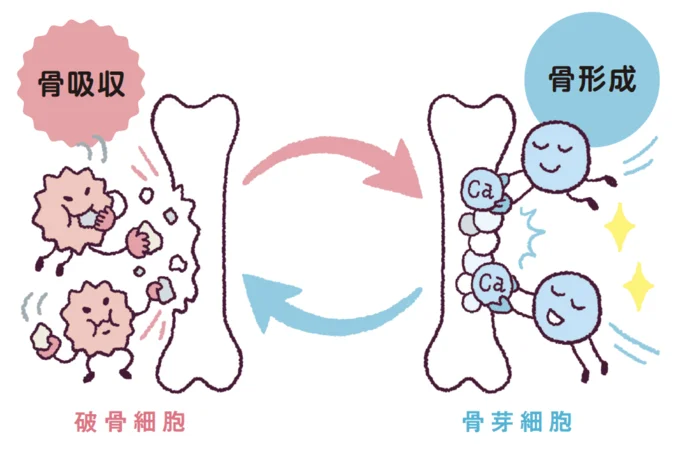 骨は、毎日壊され、毎日作られている