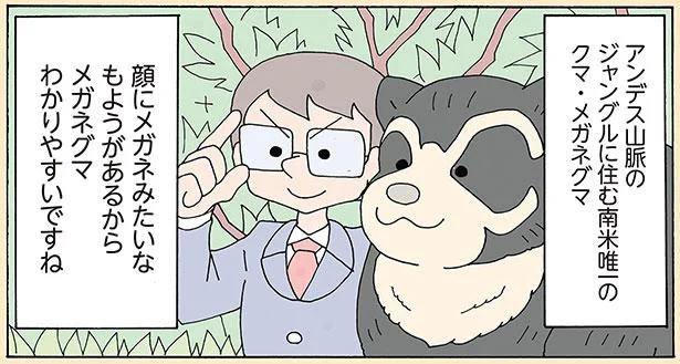 顔にメガネみたいなもようがあるからメガネグマ