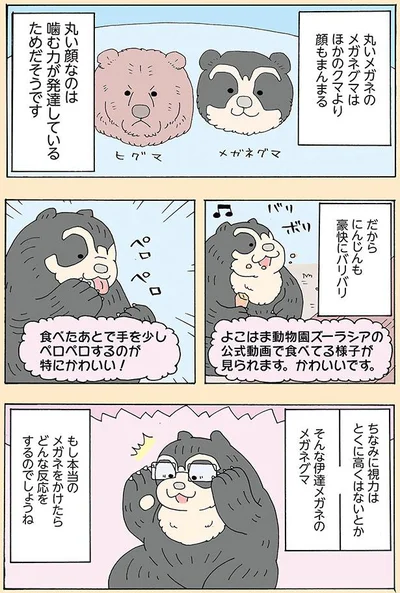 ほかのクマより顔もまんまる
