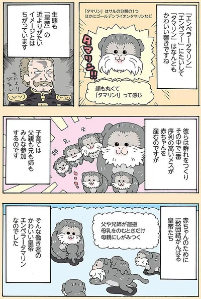 「エンペラー」に対して「タマリン」はなんともかわいい響きですね