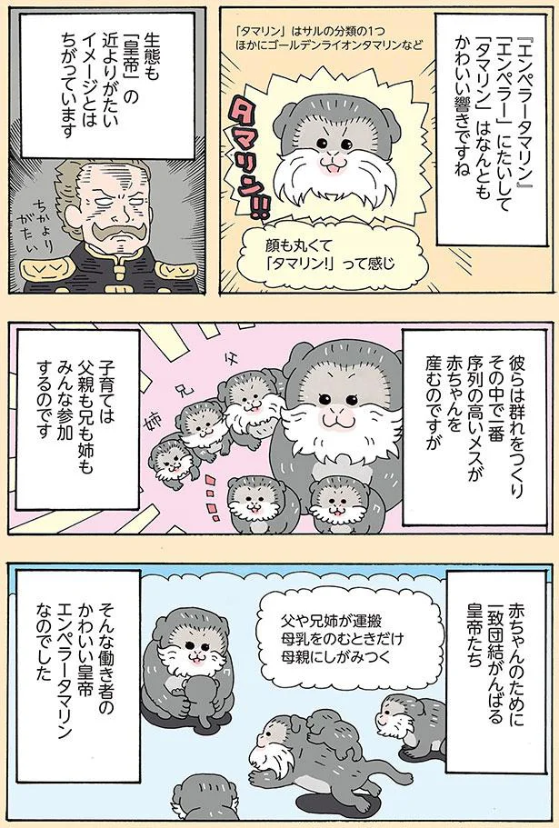 「エンペラー」に対して「タマリン」はなんともかわいい響きですね