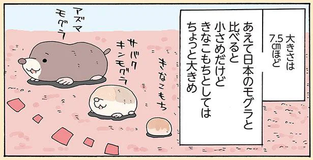 アフリカの砂漠にきなこもち!?穴掘りが大得意な『サバクキンモグラ』／かわいいマイナーアニマルずかん（6）