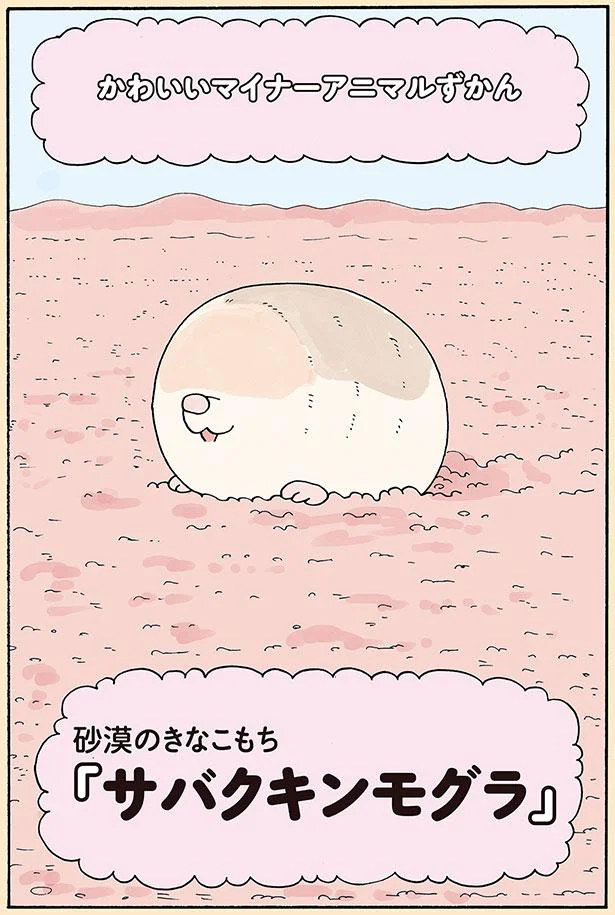 アフリカの砂漠にきなこもち!?穴掘りが大得意な『サバクキンモグラ