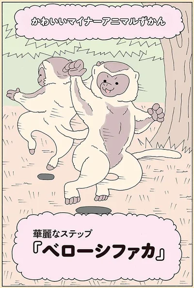 ベローシファカ